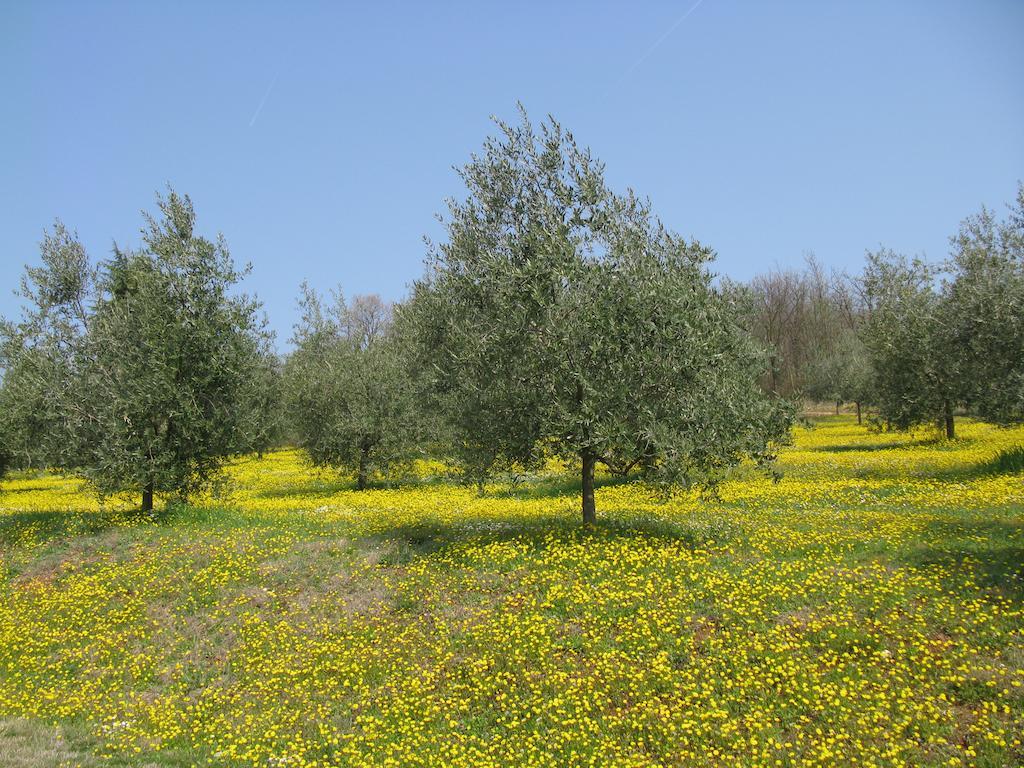 Paglia E Fieno Bed & Breakfast Villaga Exterior photo